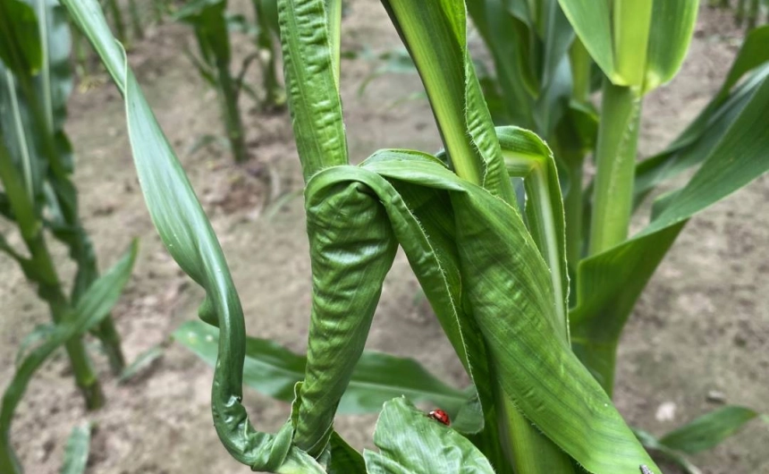 Efekt wrażliwości rośliny na herbicyd - Farmko