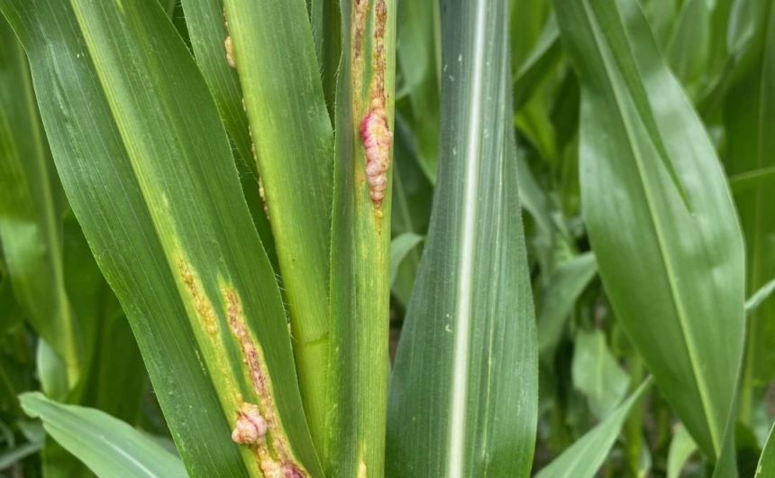 Roślina uszkodzona przez ploniarki zbożowe  - Farmko