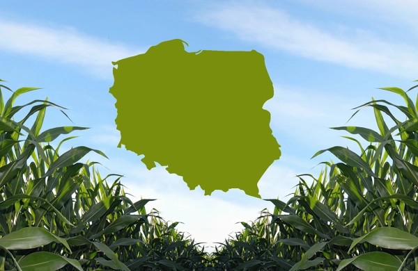  Czynniki siedliskowe i agrotechniczne determinujące możliwości wzrostu uprawy kukurydzy w Polsce.